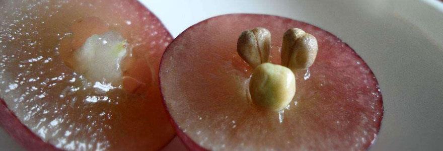 Grape Seed Extract